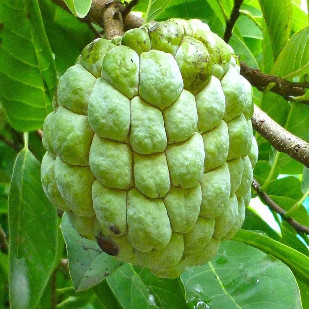 Seetafal (सीताफल)