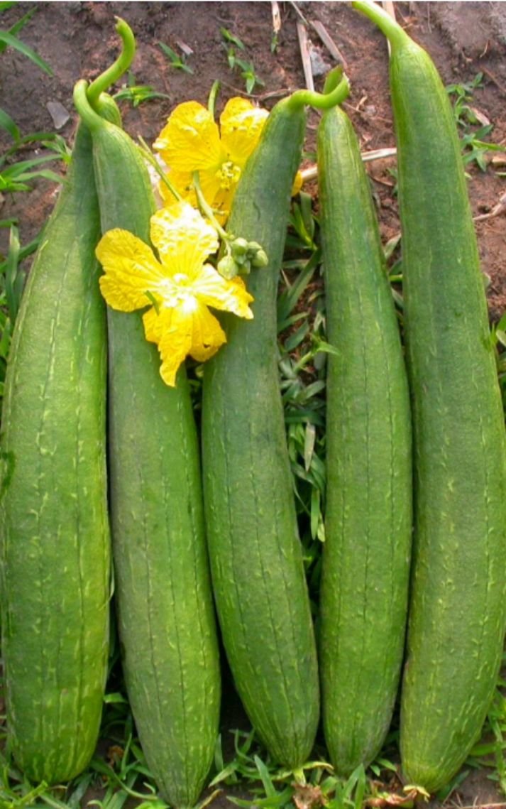 Ridge Gourd (तोरई)