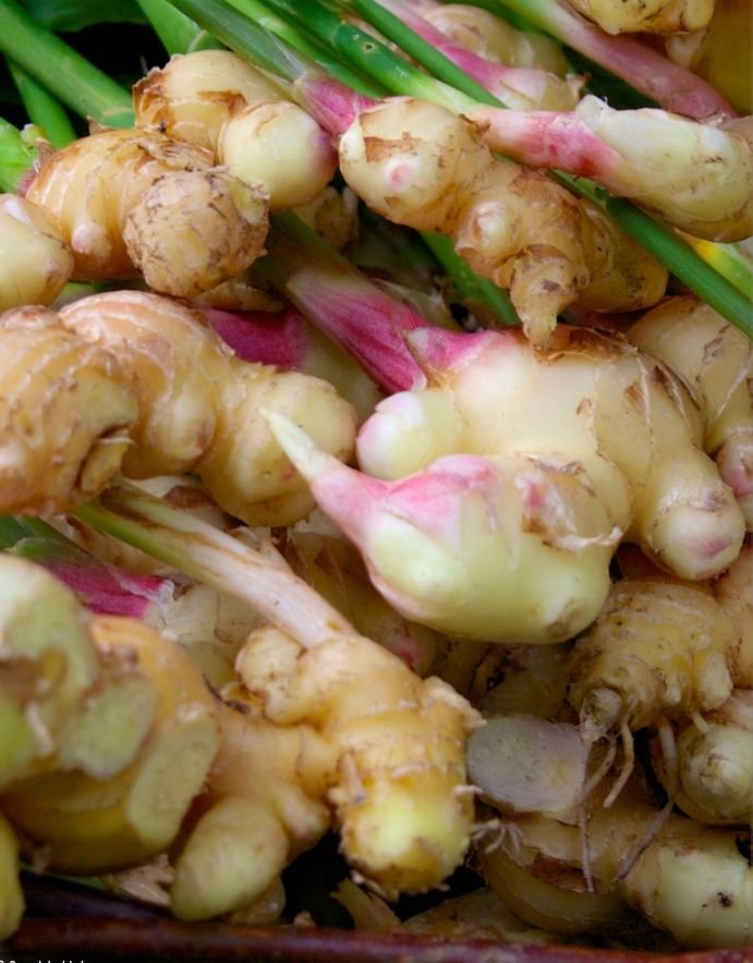 Ginger kacca ( Adark )