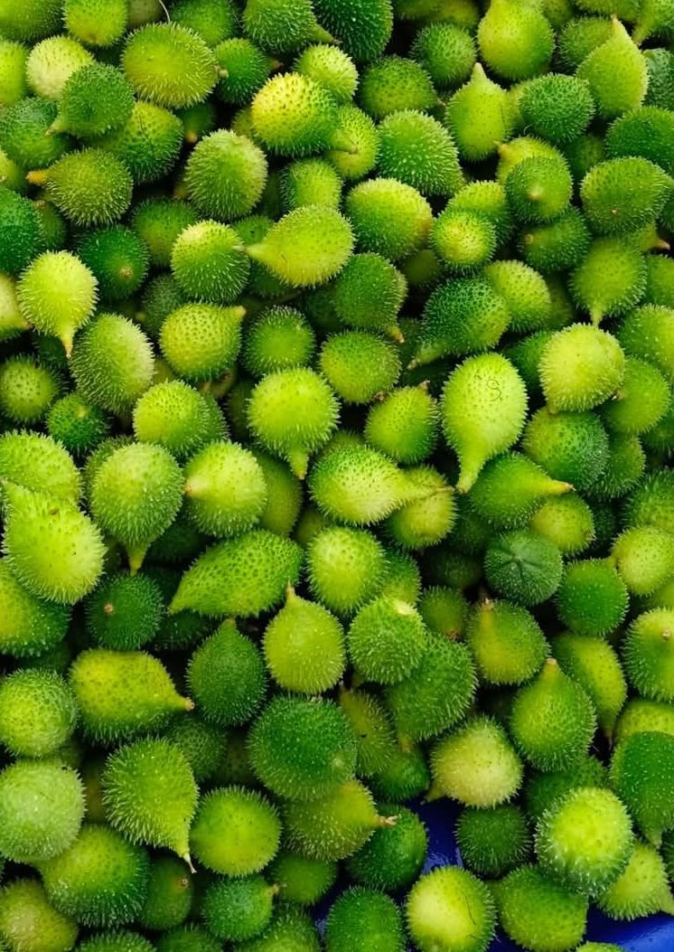 Spine Gourd ( kakore )